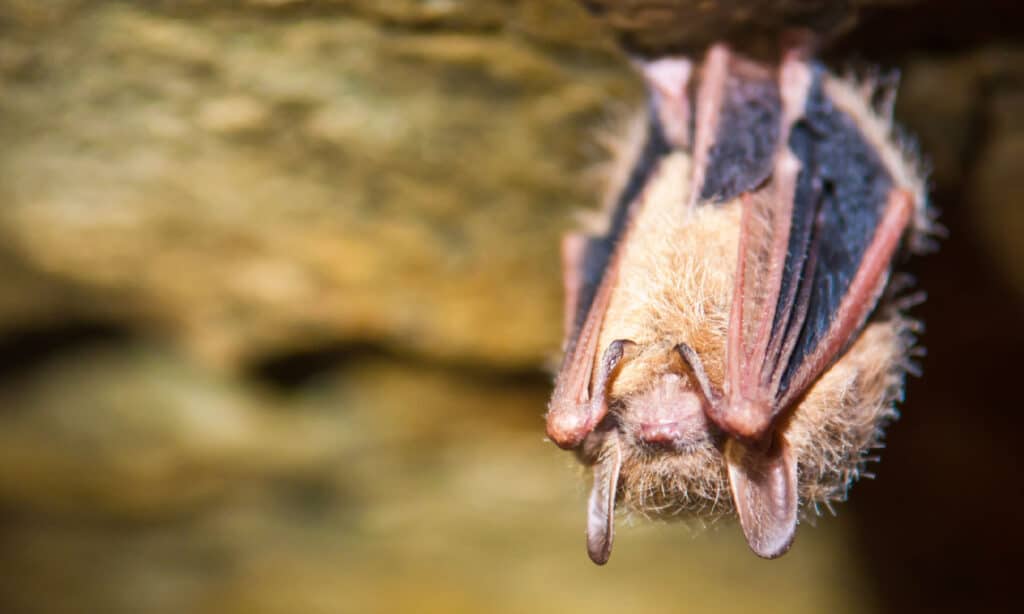 Pipistrello tricolore (Perimyotis subflavus)
