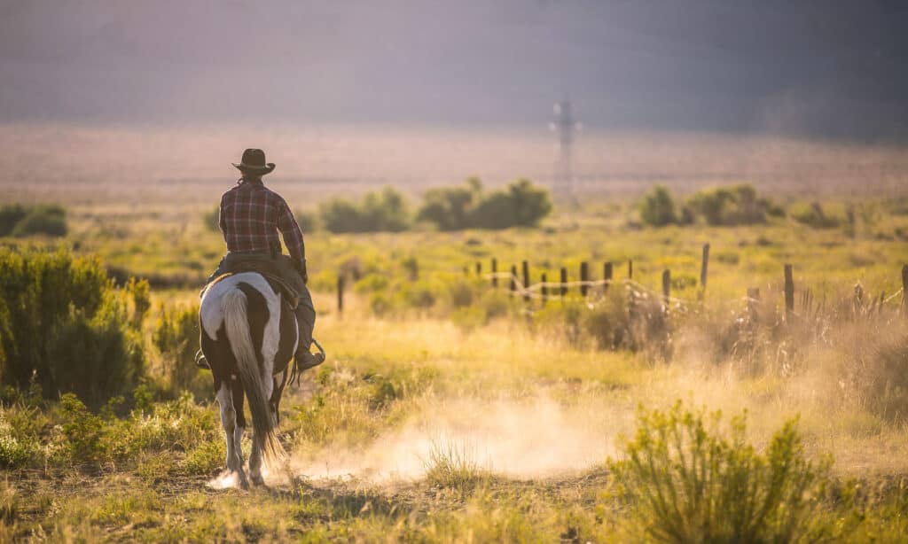 Cavallo da cowboy