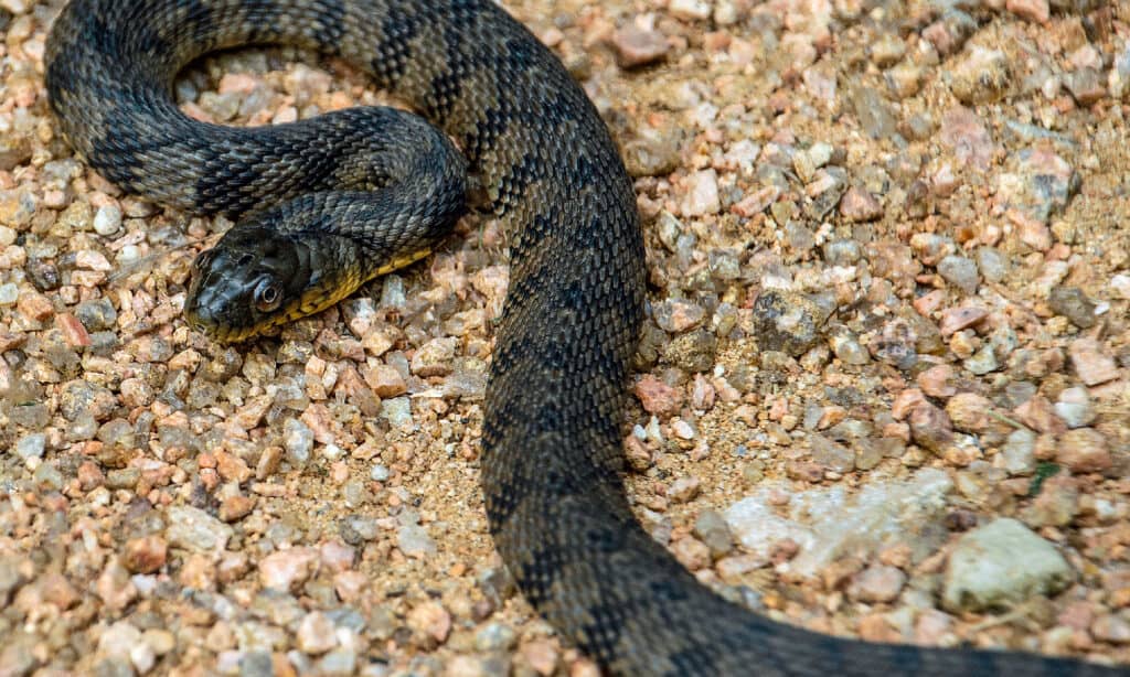 Serpente d'acqua dal dorso di diamante