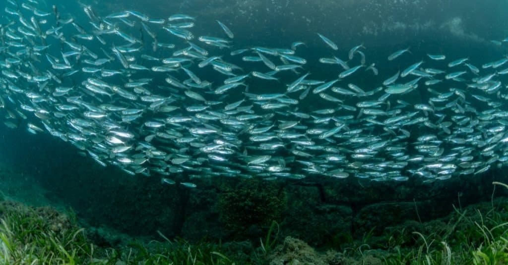 La scuola del novellame di sardine