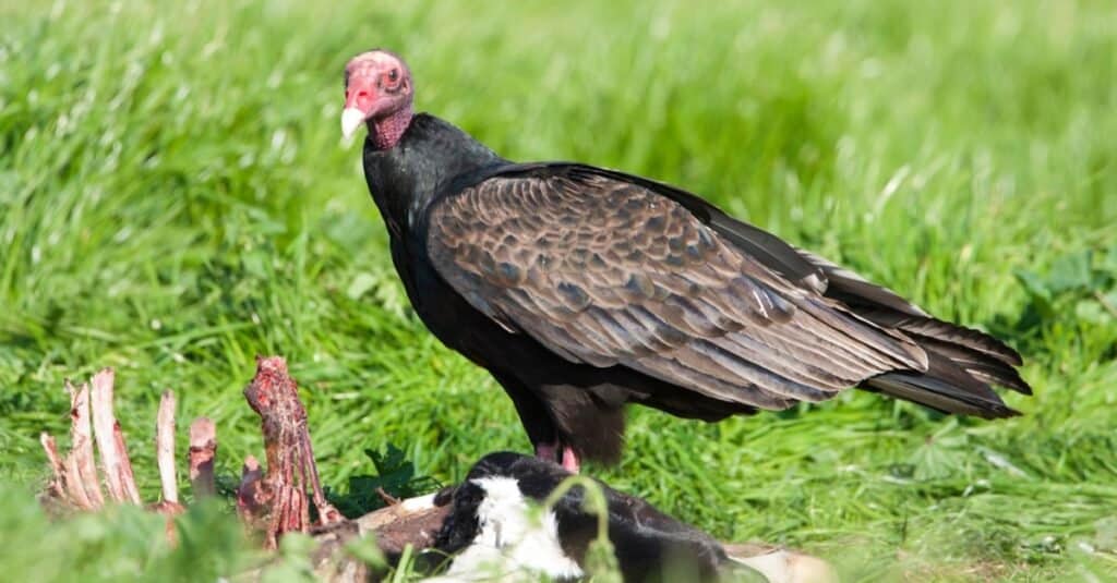 Avvoltoio contro Condor