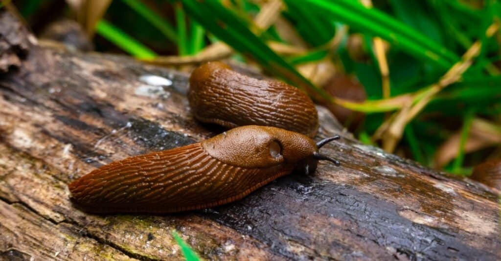 Una lumaca senza guscio è solo una lumaca?