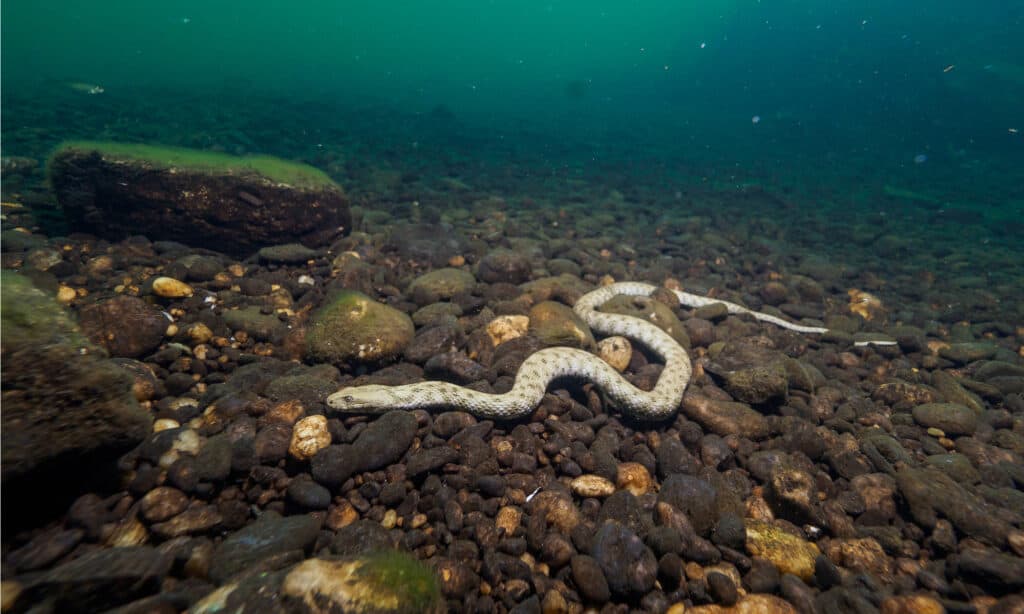 serpente a dadi