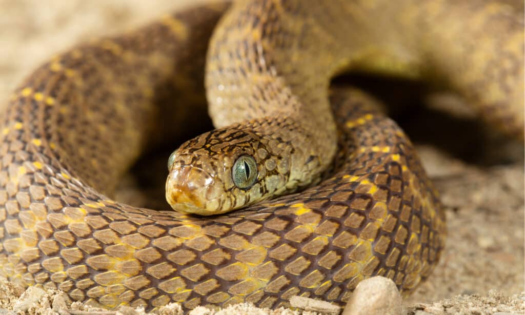 Serpenti mangiatori di uova: la storia completa