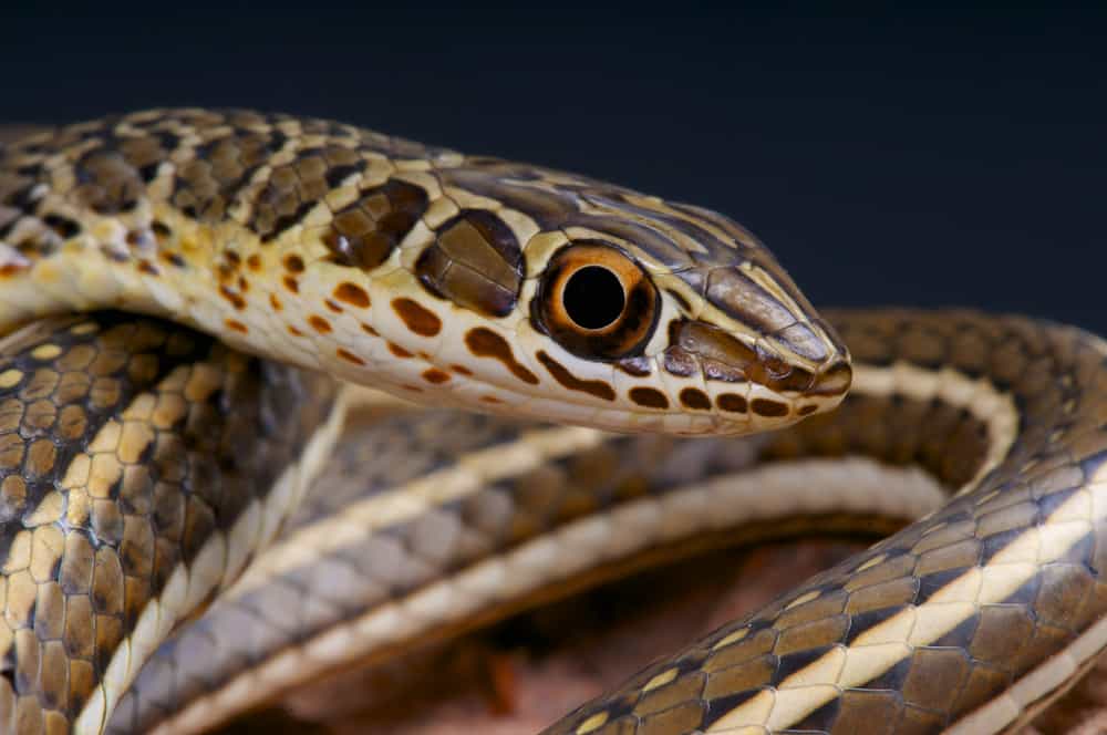 serpenti che vivono vicino al Nilo