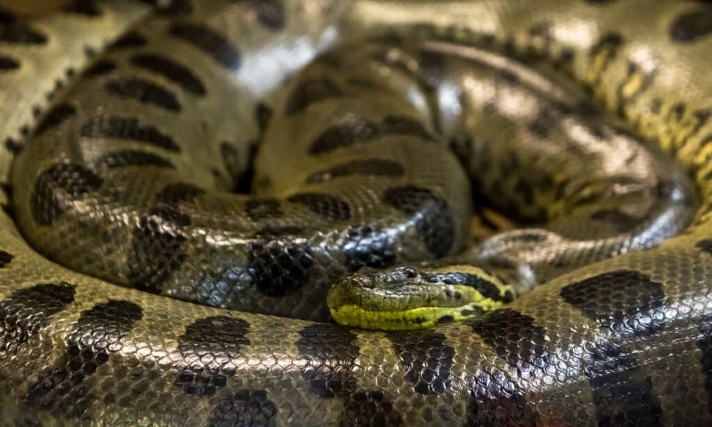 Anaconda verde