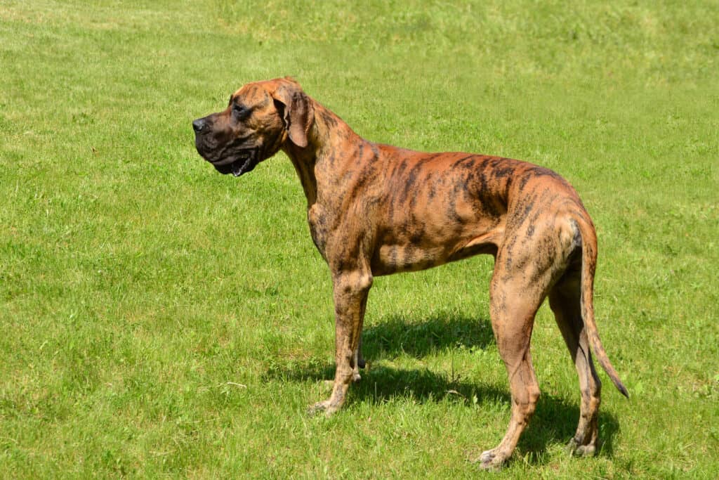 Brindle Great Dane in piedi su un prato