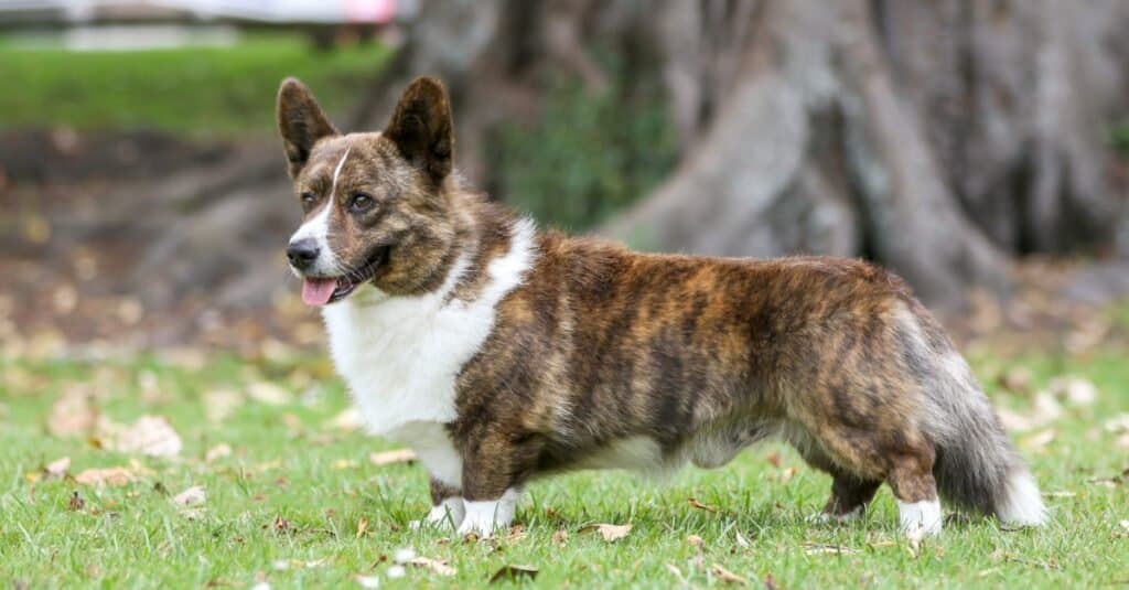 Tipi di cani heeler - Cardigan Welsh Corgi