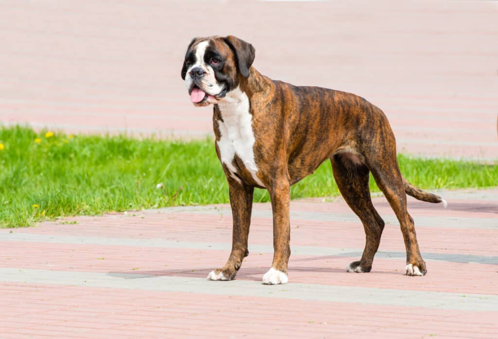 Un pugile tigrato in piedi su una passerella di cemento