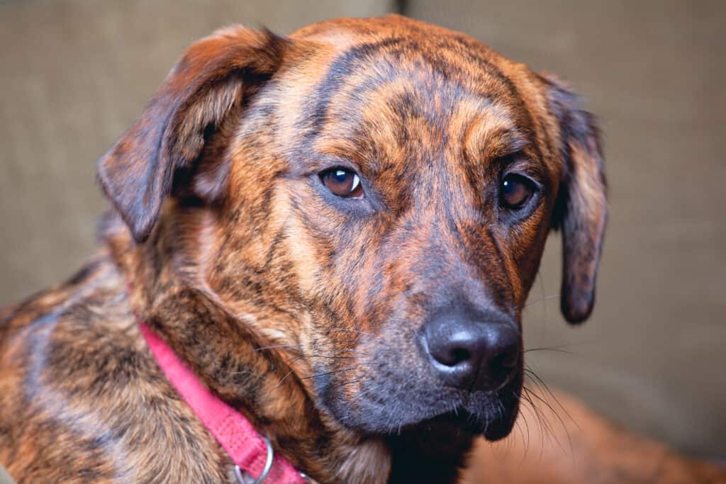 Tigrato Plott Hound colpo alla testa
