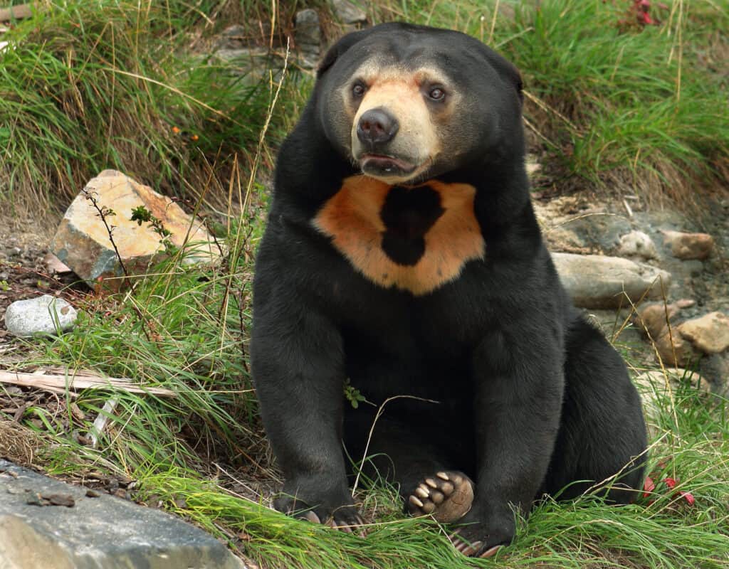 Orso del sole 