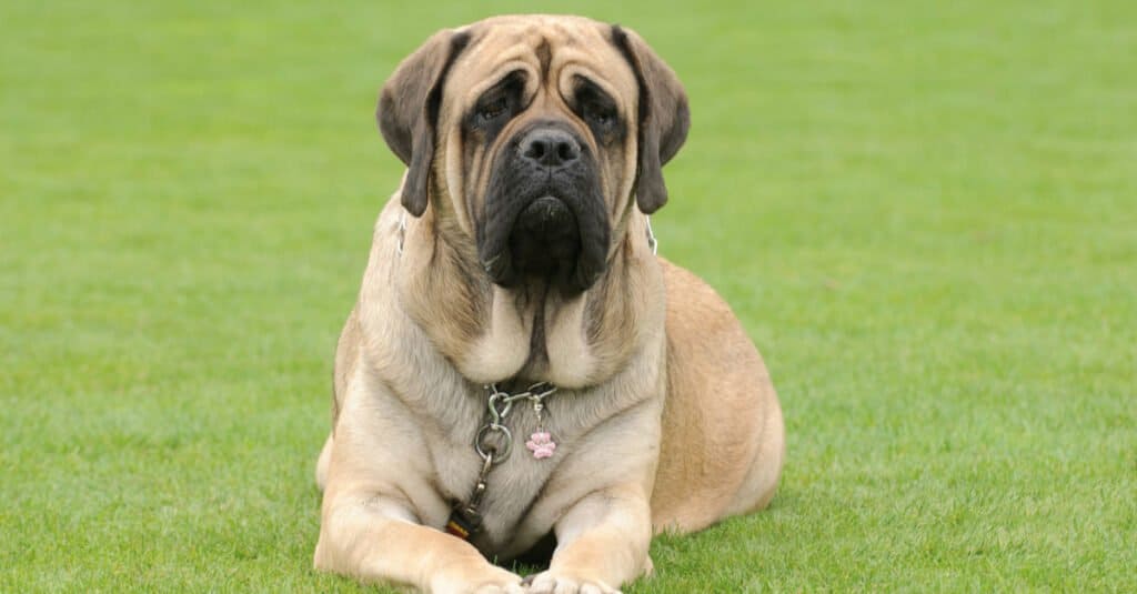 Mastino sdraiato sull'erba