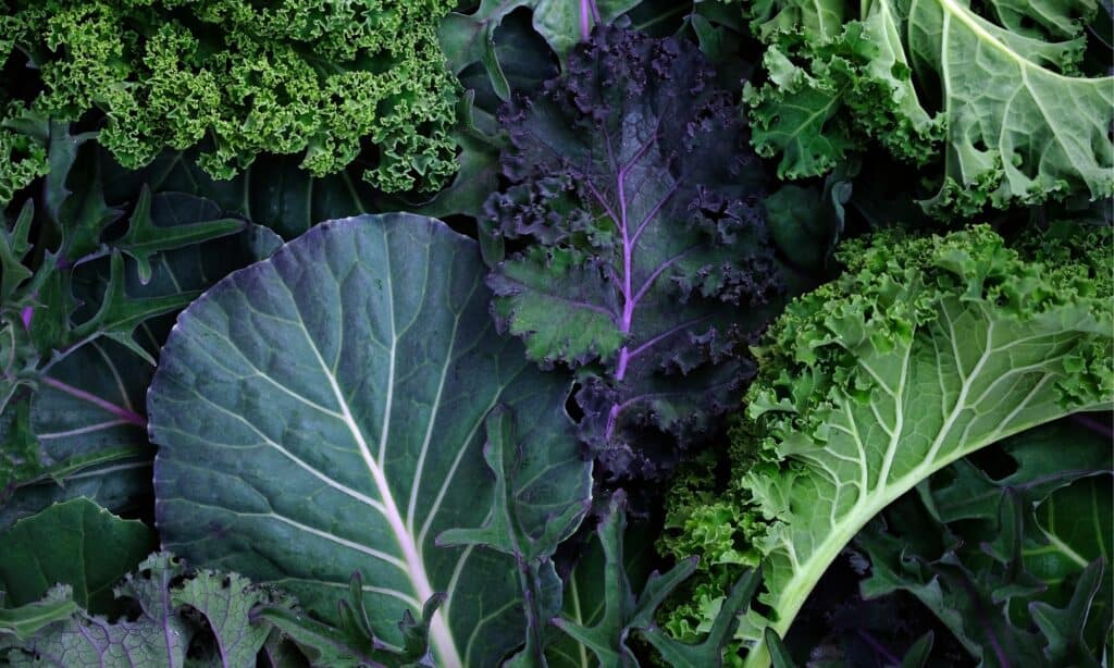 Cavolo cappuccio vs Kale