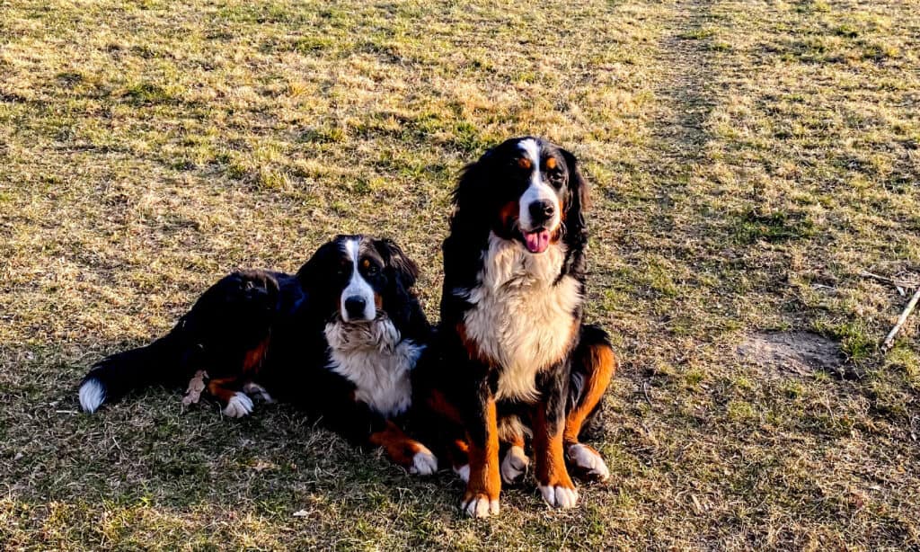 Bovaro del Bernese - sorelle del cane del Bernese in giardino