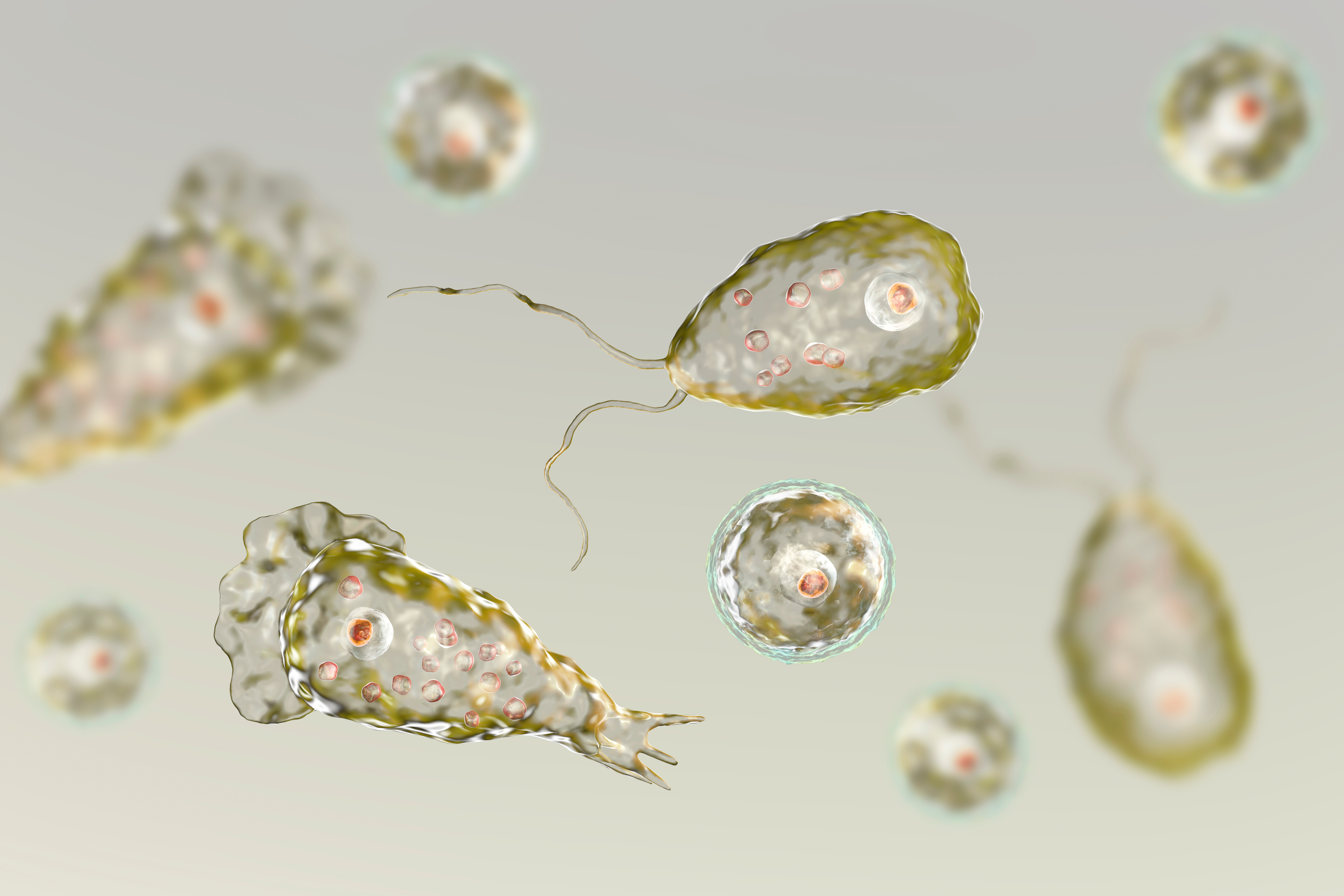 Naegleria
