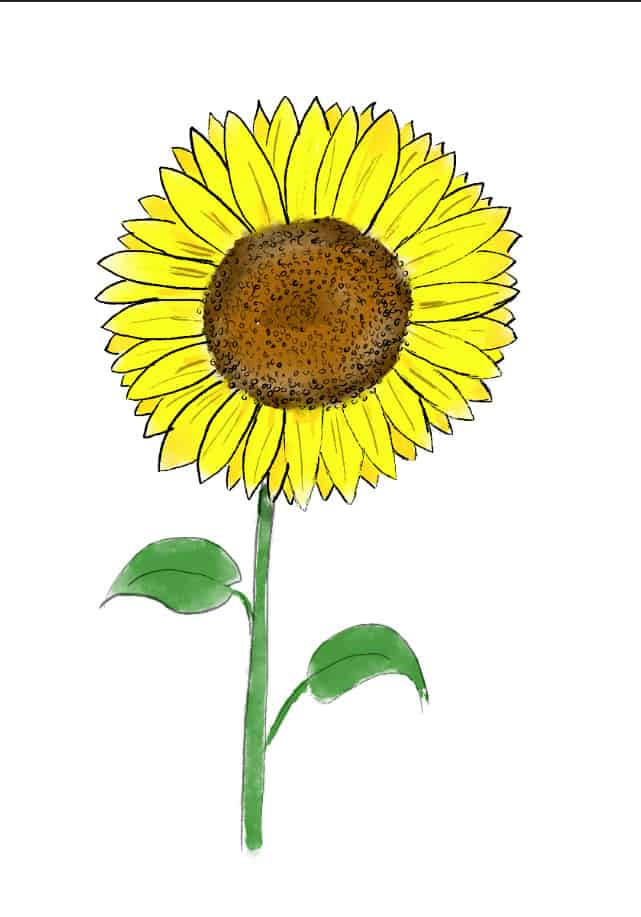 Girasole 6 -Aggiungi qualche dettaglio