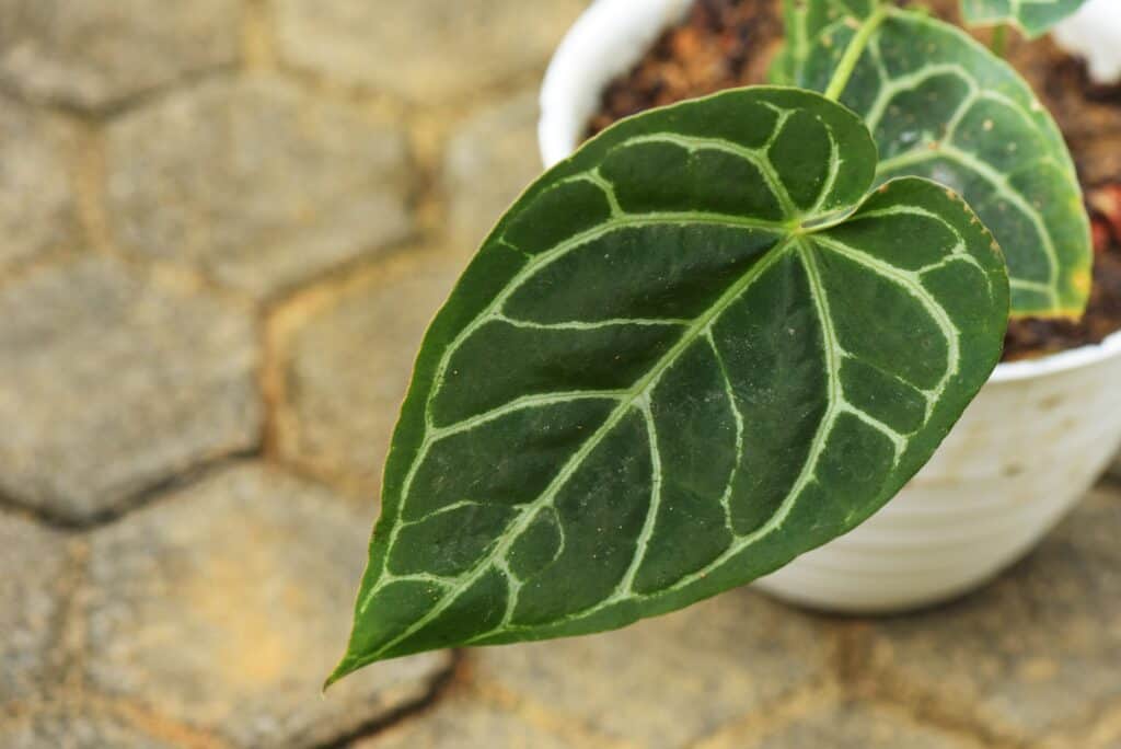 Primo piano dell'Anthurium Crystallinum