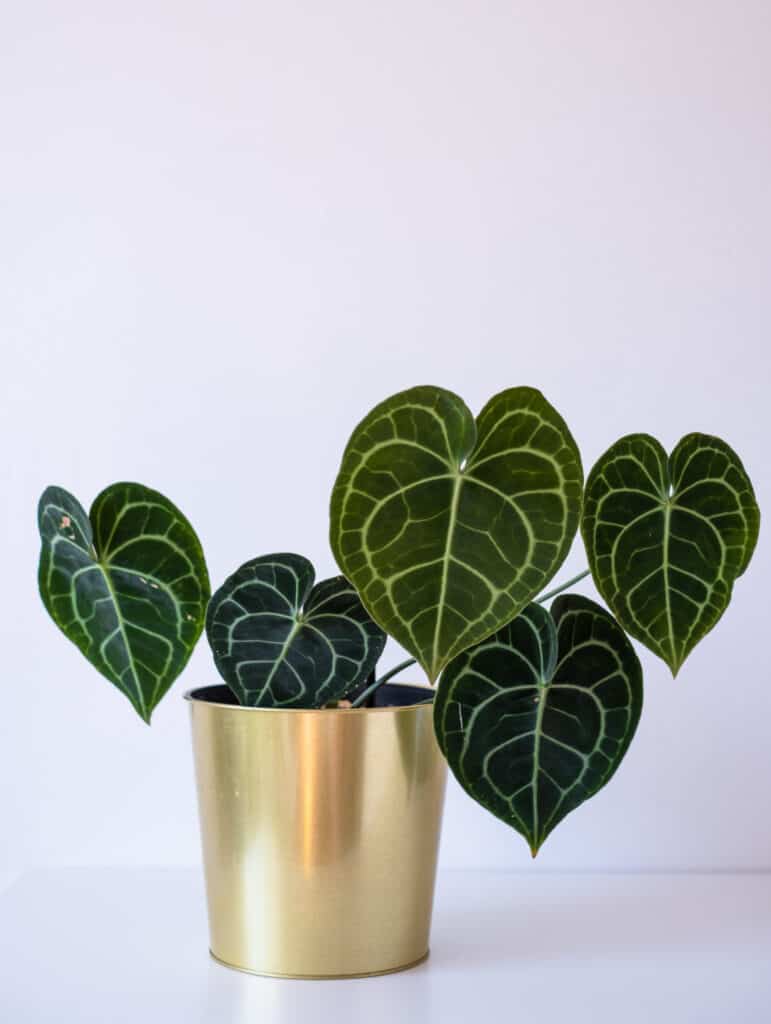 Anthurium Crystallinum vs Clarinervium