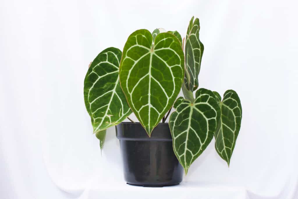 Anthurium Crystallinum vs Clarinervium