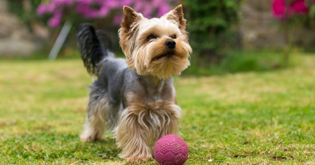 Carino piccolo Yorkshire terrier che gioca