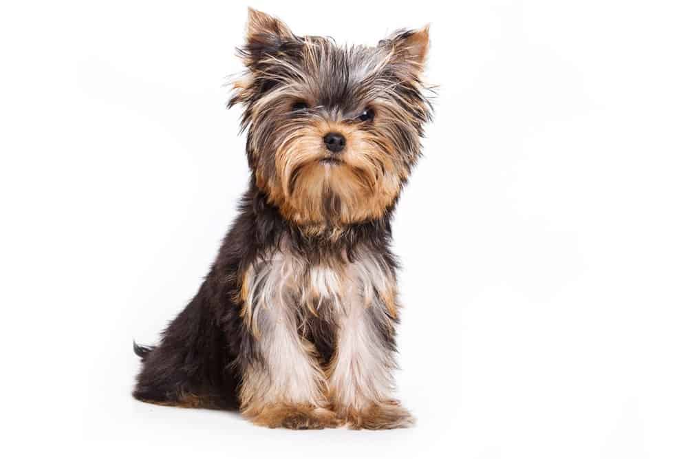 Yorkshire Terrier (Canis familiaris) - seduto su sfondo bianco