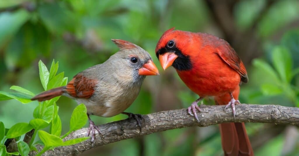Uccelli più costosi-Northern Cardinal