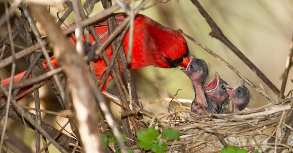 Cardinale settentrionale con piccoli
