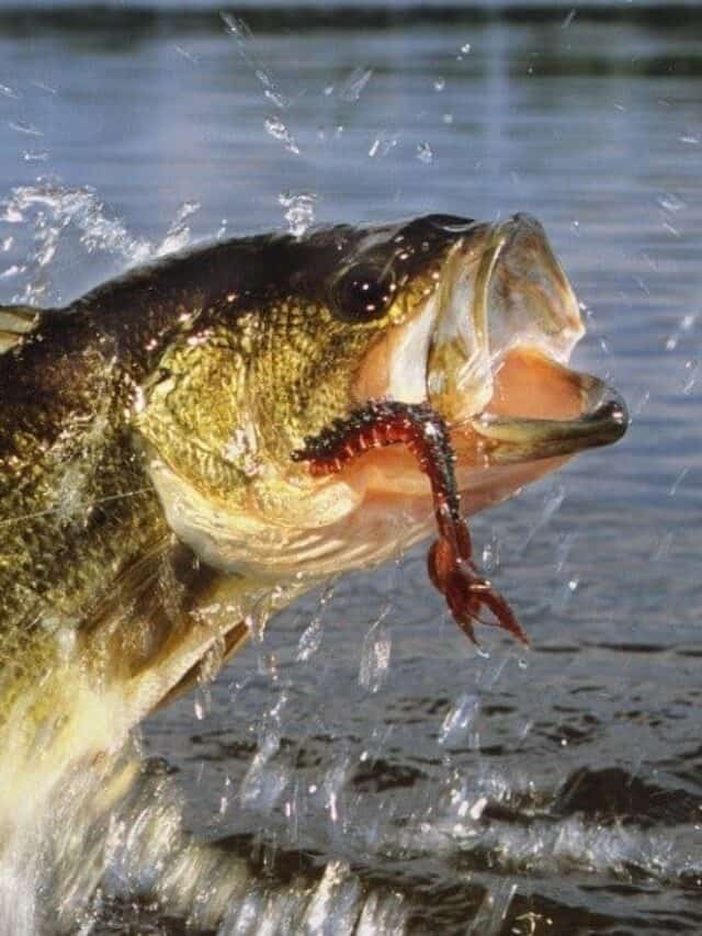 Smallmouth vs Largemouth Bass