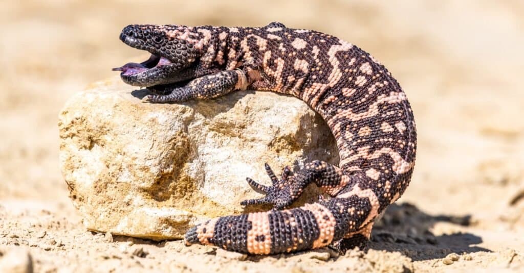 Animali più lenti: il mostro di Gila