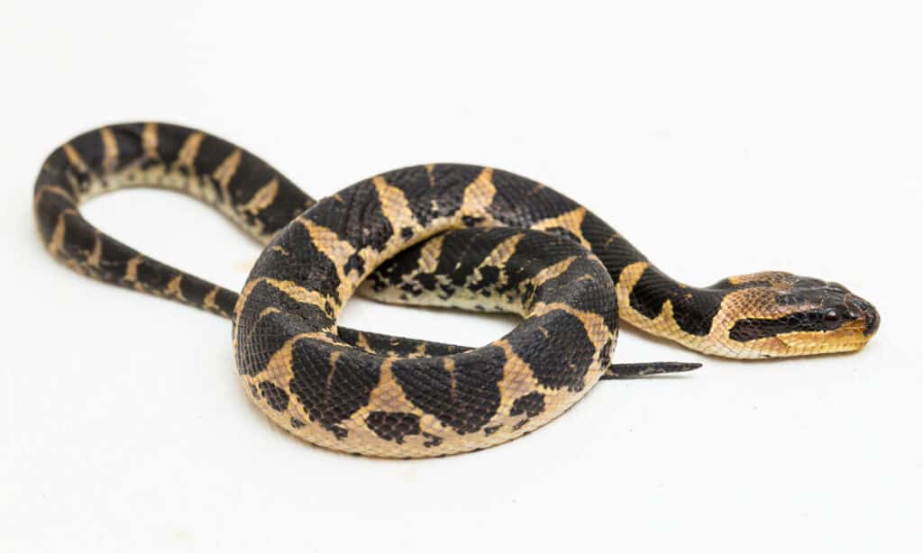 Serpente d'acqua dalla faccia a sbuffo