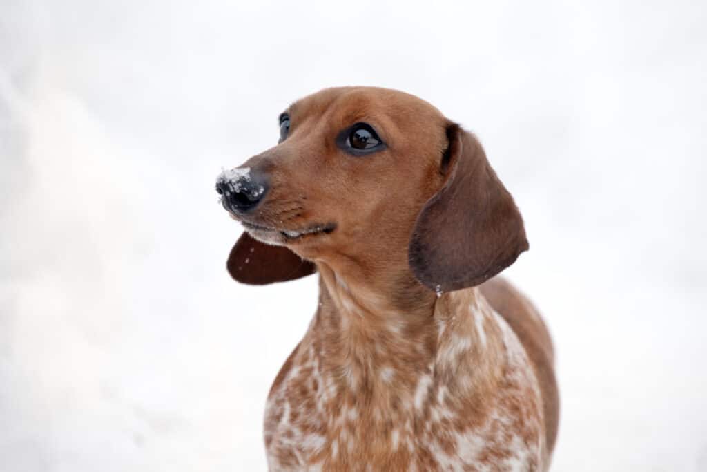 Cane bassotto pezzato