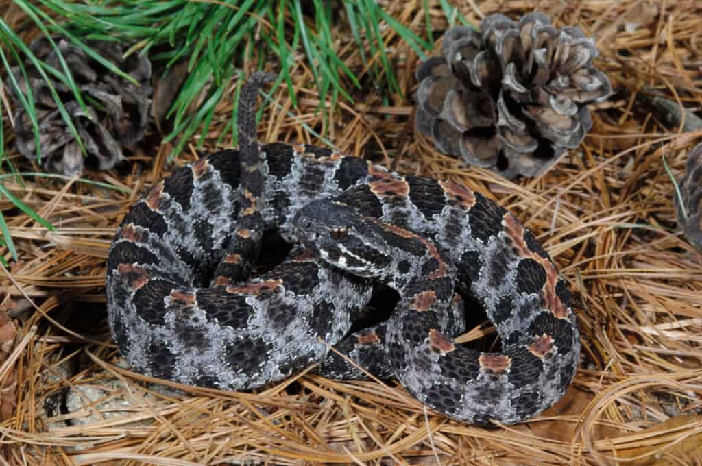 Dusky,pigmeo,serpente a sonagli,,(sisturus,Miliarius,Barbouri),,Florida