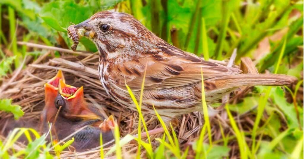 Un passero canoro nella prateria, a terra, nutre i piccoli.