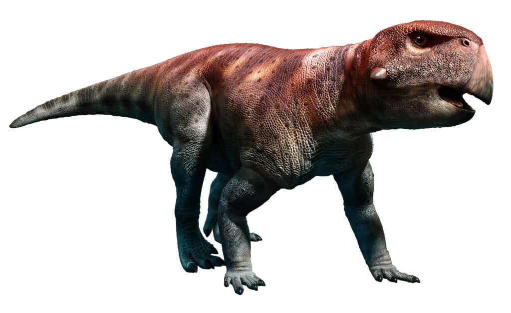Psittacosauro