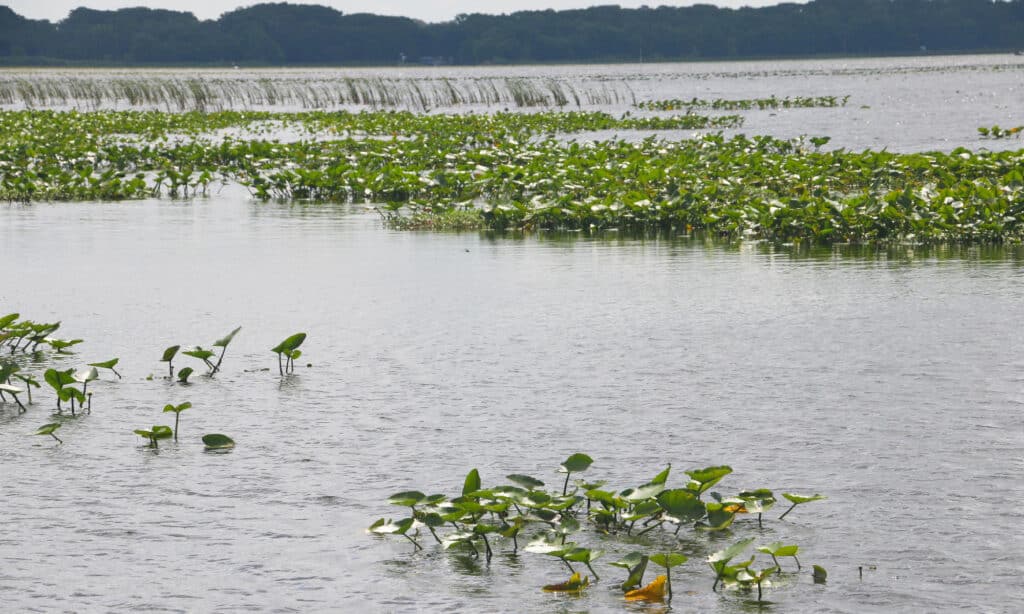 Lago Istokpoga