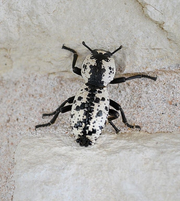 Scarabeo corazzato del Texas