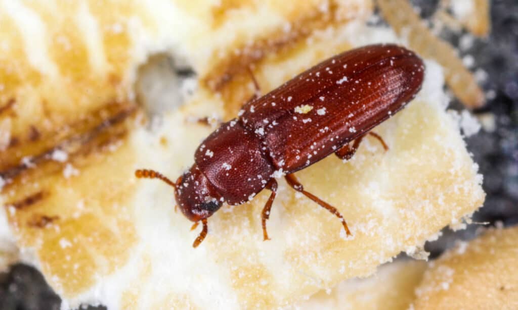 Scarabeo di farina