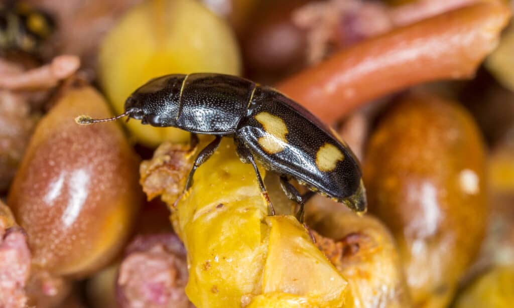 Scarabeo della linfa