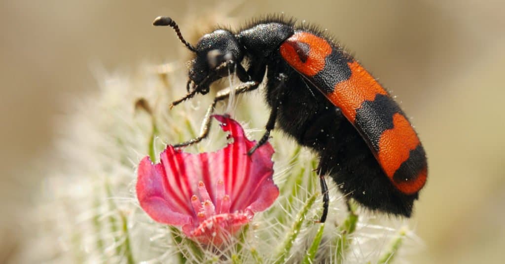 Blister Beetle su un fiore rosa