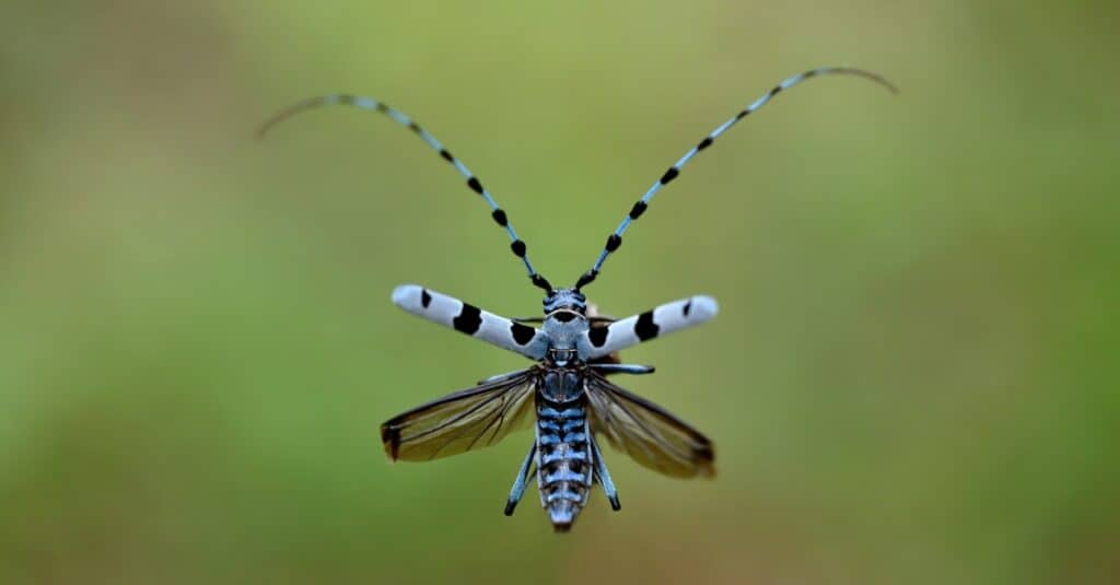 scarabeo longhorn su sfondo sfocato