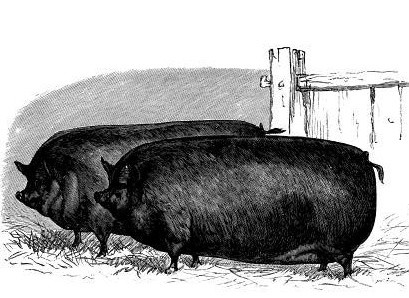 Piccolo maiale nero