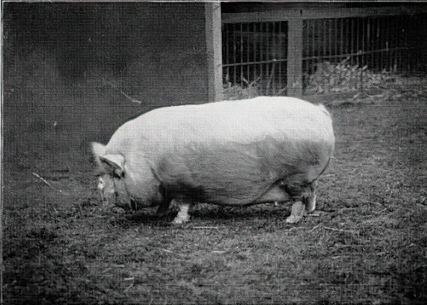 Piccolo maiale bianco