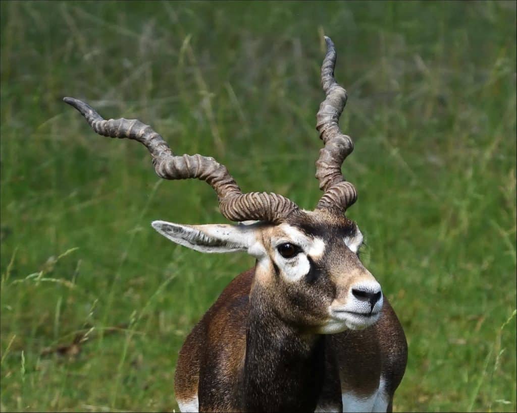 Antilope nera
