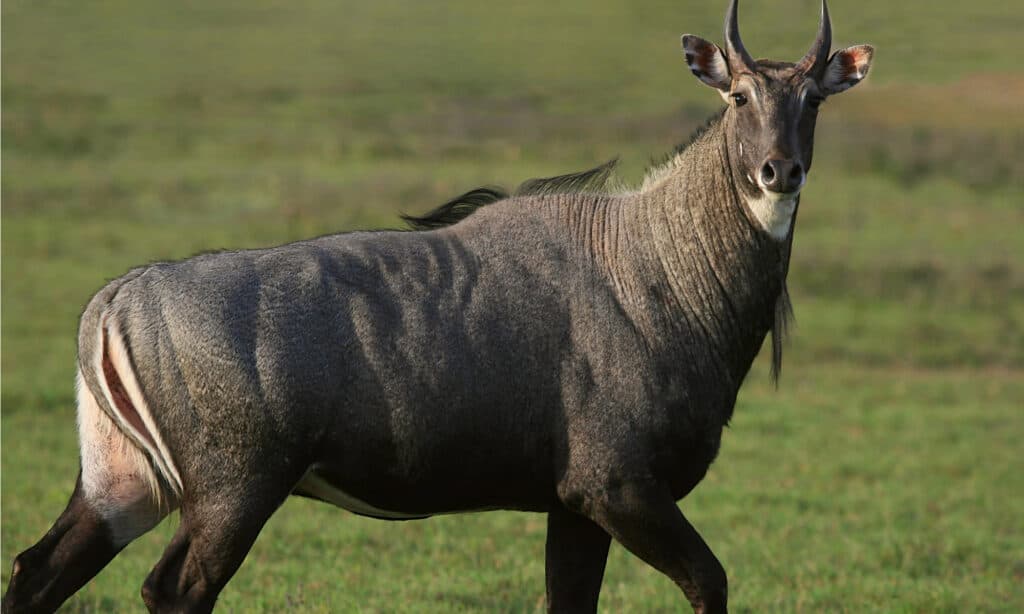 Nilgai maschio