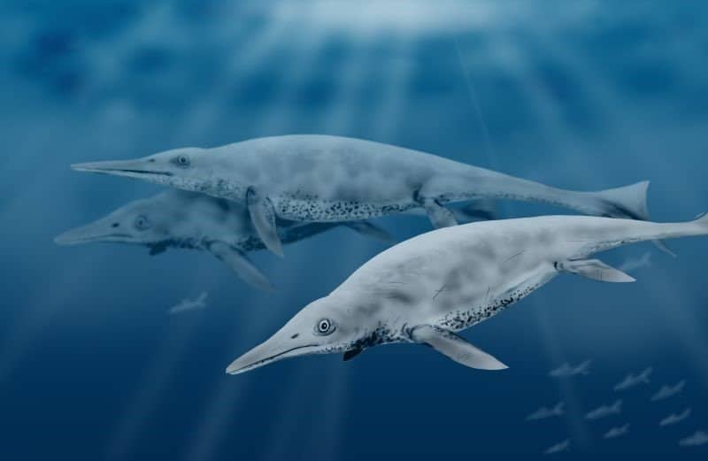 Il più grande animale che abbia mai camminato sulla Terra: Shastasaurus