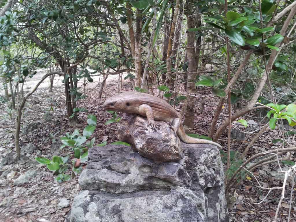 Scinco gigante mauriziano