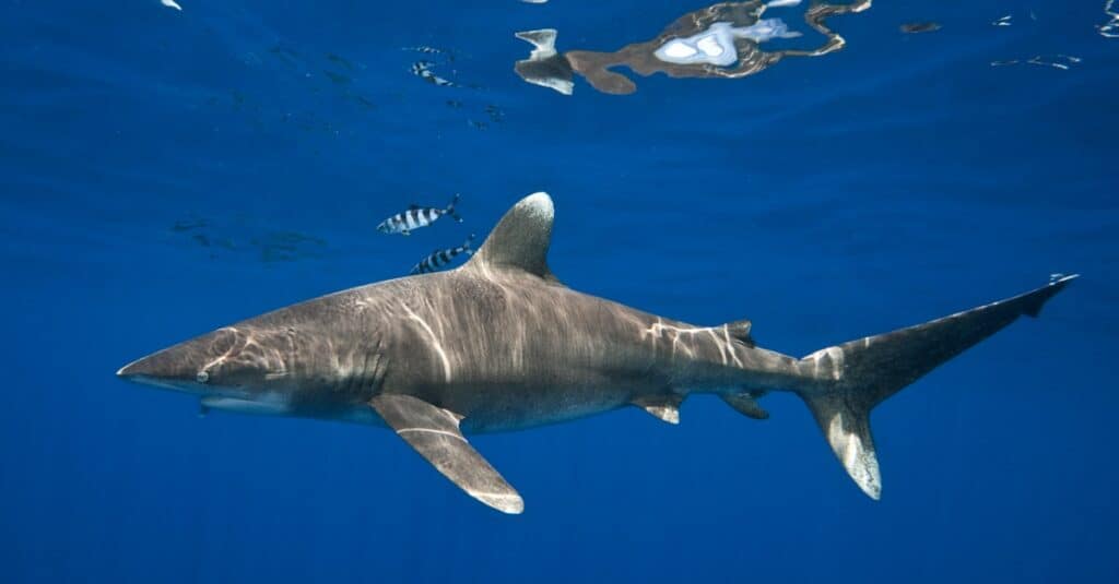 Squalo più spaventoso - Ocean Whitetip