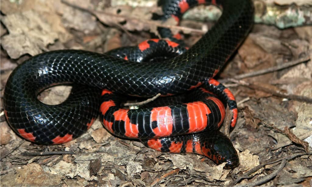 serpente di fango