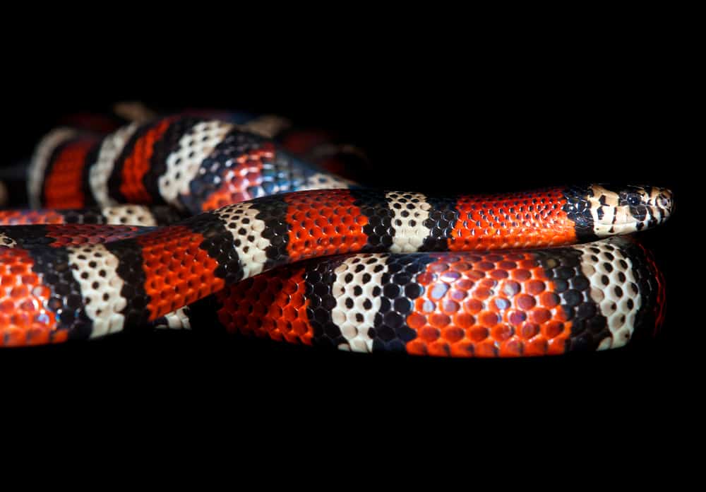 serpente del latte o serpente del latte (Lampropeltis micropholis) in Colombia