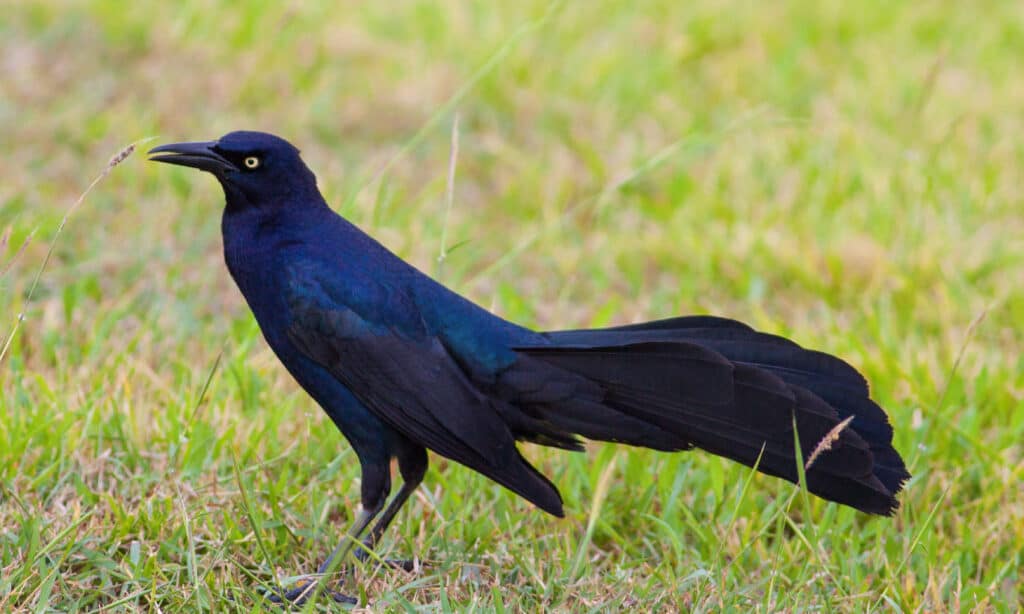   Grackle dalla coda grande